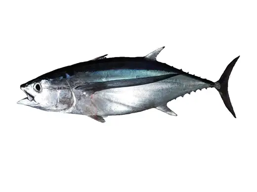 Bonito del norte (Thunnus alalunga)