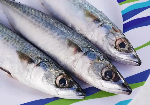 Caballa (Scomber scombrus)