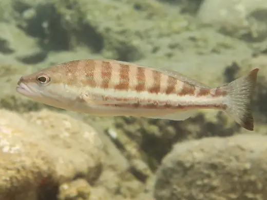 Cabrilla (Serranus cabrilla)