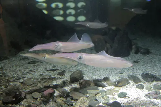 Calamar (Loligo vulgaris)