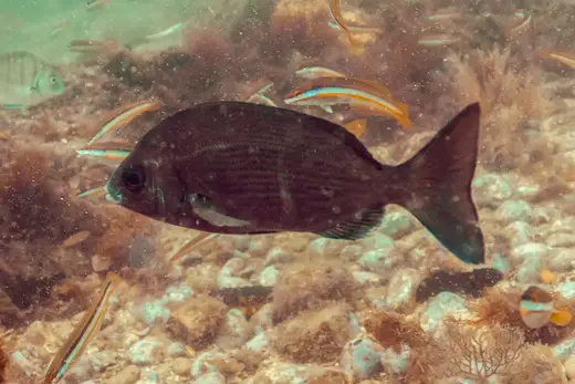 Chopa (Spondyliosoma cantharus)