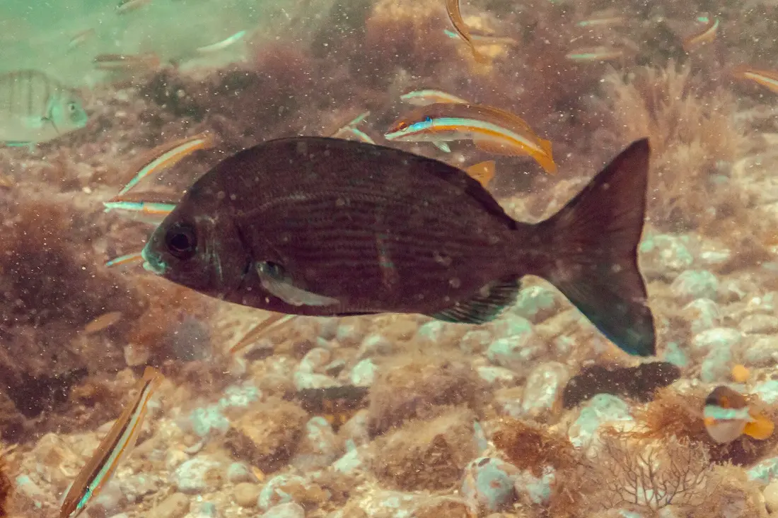 Chopa (Spondyliosoma cantharus)