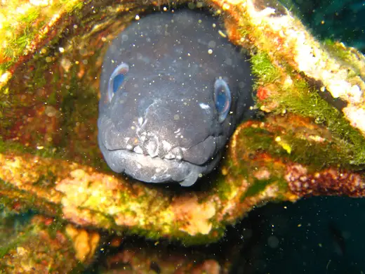 Congrio (Conger conger)