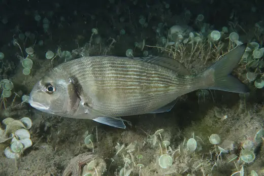 Dorada (Sparus aurata)