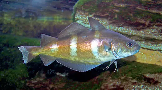 Faneca (Trisopterus luscus)