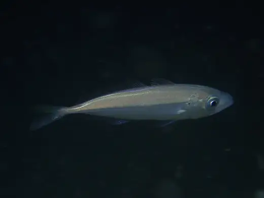 Jurel (Trachurus trachurus)