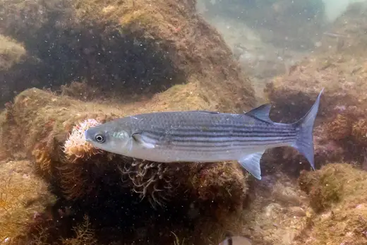 Lisa (Chelon labrosus)