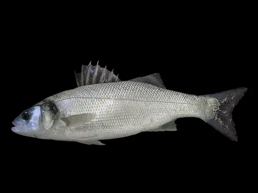 Lubina (Dicentrarchus labrax)