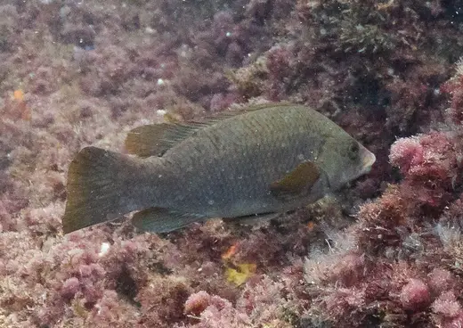 Maragota (Labrus bergylta)
