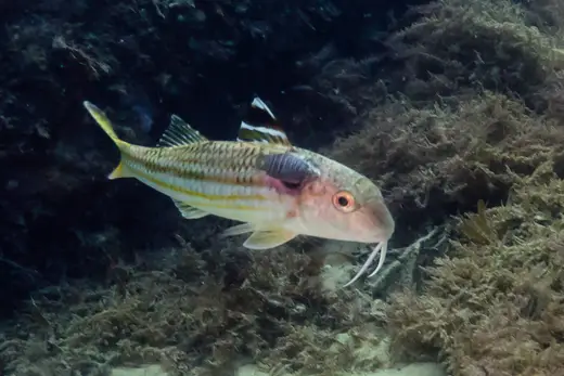 Salmonete de roca (Mullus surmuletus)