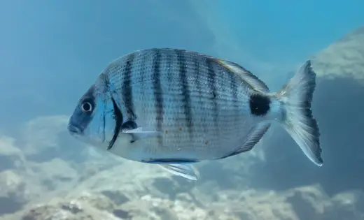Sargo (Diplodus sargus)